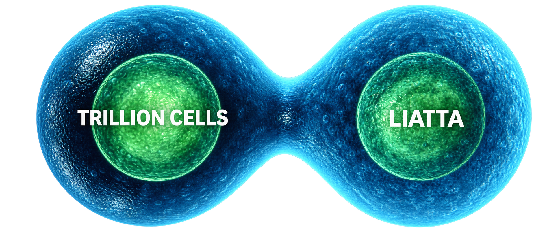 A dividing cell with nuclei labeled Trillion Cells and Liatta, representing the creation of a venture